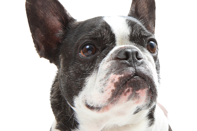 🐶🐱**大切な家族と一緒に暮らせる！ペット可賃貸マンション登場！**🏠